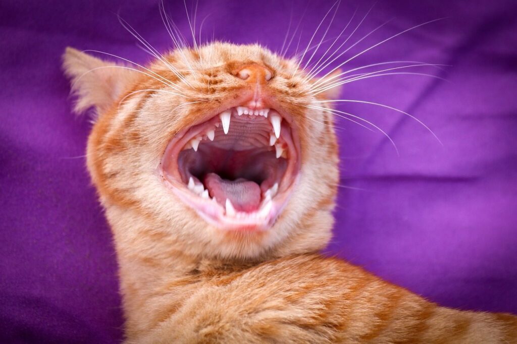 Maul- und Zahnerkrankungen bei der Katze