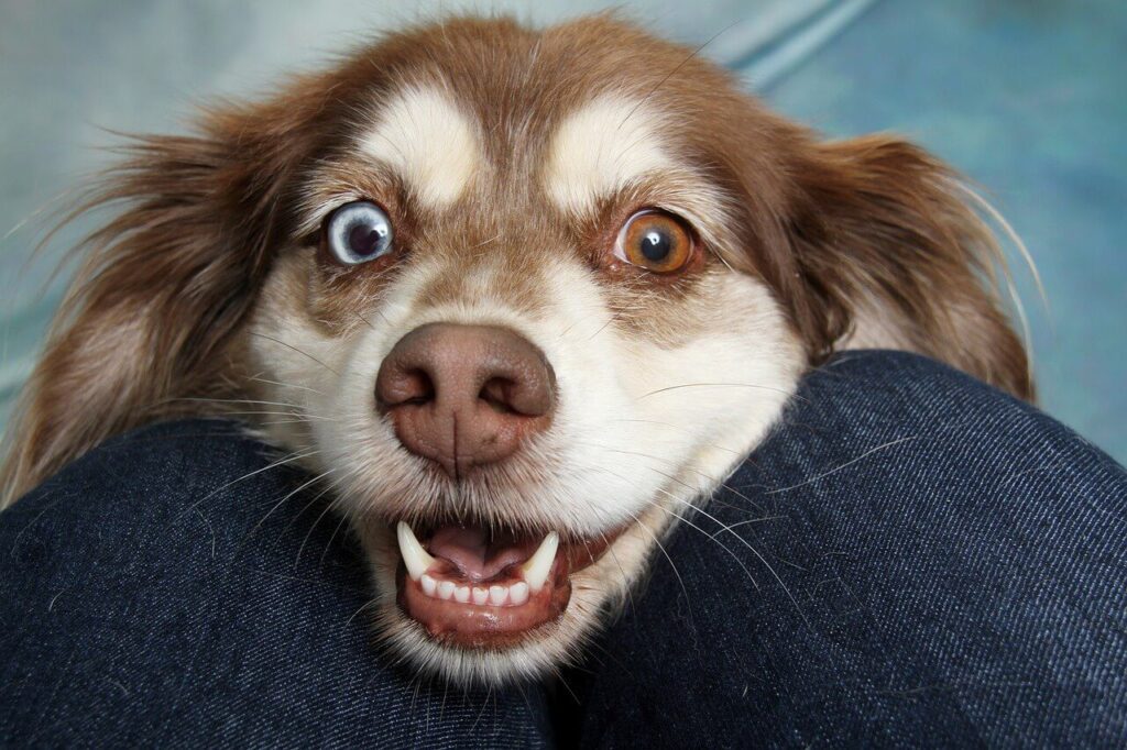 Das Hundegebiss - Zahnbehandlungen auch bei älteren Hunden unverzichtbar