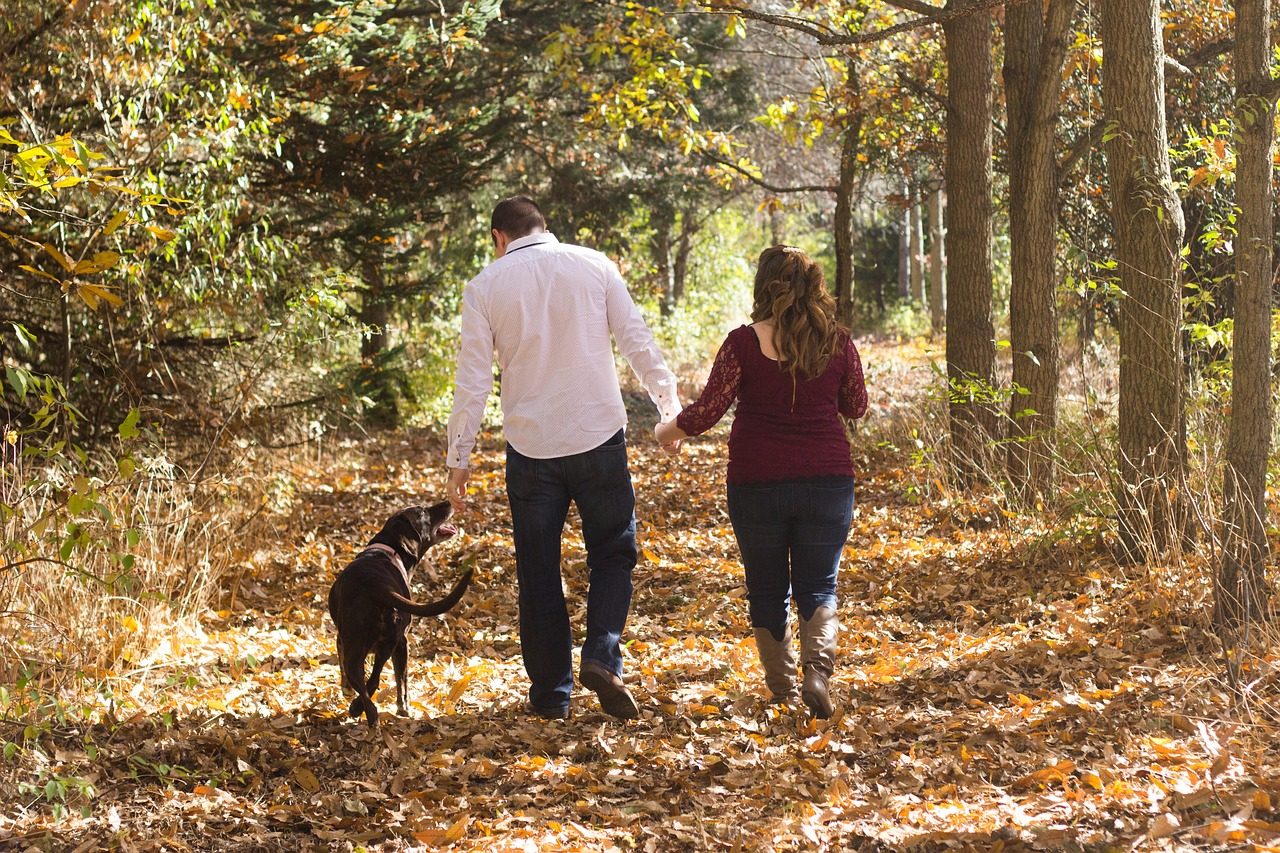 Bei einem Spaziergang im Wald sollte Ihr Hund vor Zecken geschützt sein.